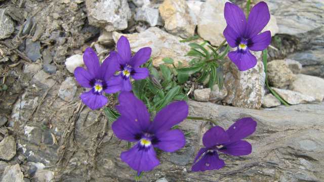 RARI ENDEMISMI LOMBARDI